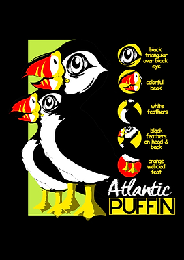 Puffin Anatomy