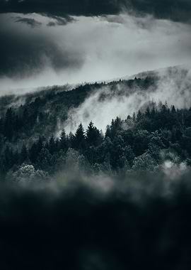 Fog in the forest