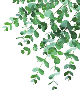 Eucalyptus Green Delight 1