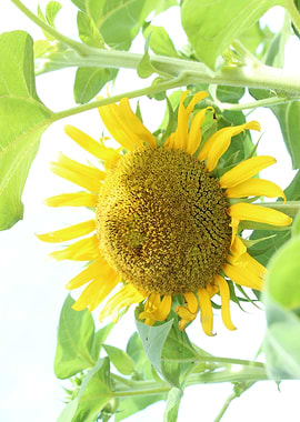 Sun Flower Garden