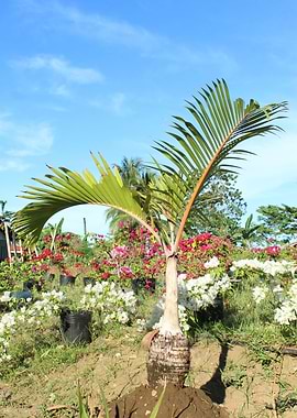 Palm on a greeny garden