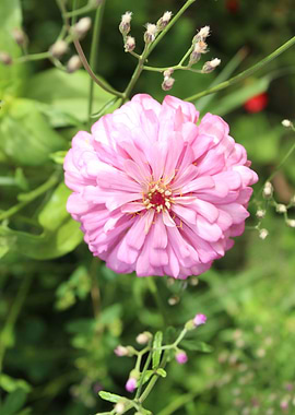 Beautiful leaf on flower