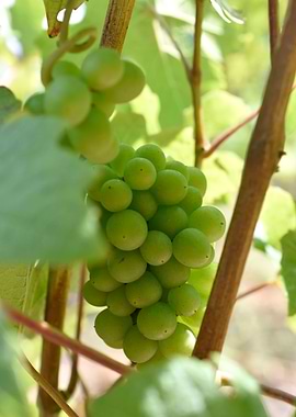 Grapevines
