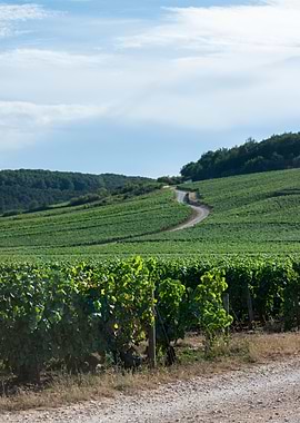 Vignoble Vougeot Bourgogne