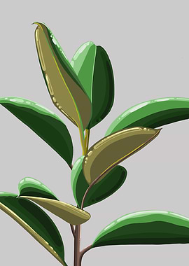 Rubber Plant Grey