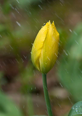 Yellow tulip in the rain