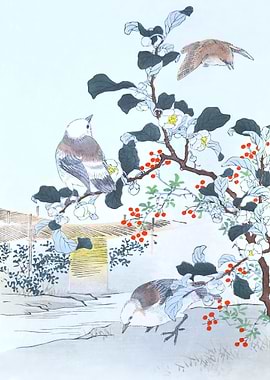 Starlings On Berry Bush