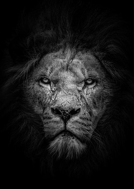 wild angryblack lion head