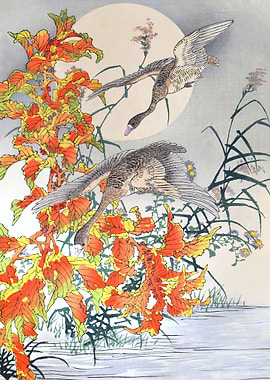 Geese And Amaranthus