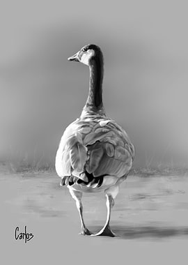 Canada Goose