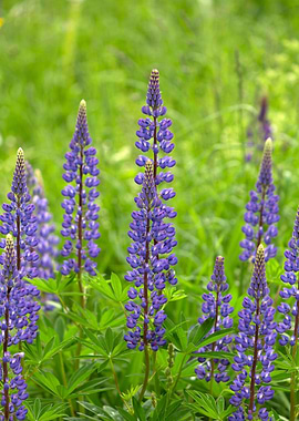 Purple Lupines