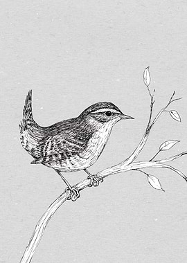 Wren pen drawing