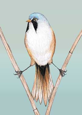 Bearded reedling
