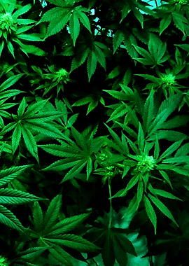 Cannabis Weed Marihuana 2