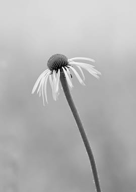 Coneflower in monochrome