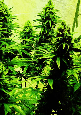 Cannabis Weed Marihuana 9