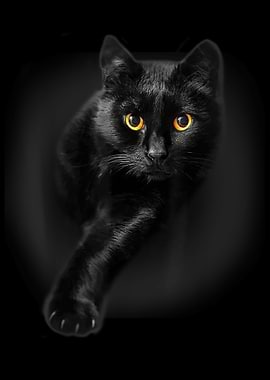 Black Cat Yellow Eyes