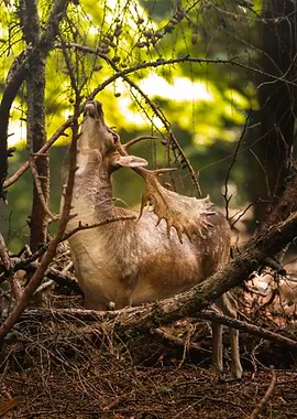 Fallow deer in the wood