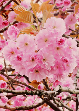 Pink Cherry Blossom