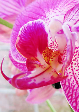 Closeup Pink Orchid