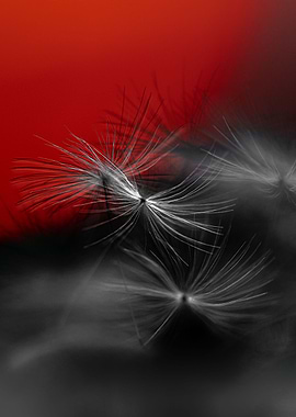 Red Dandelion