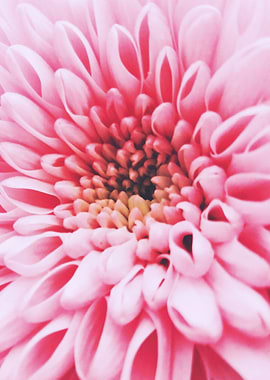 Closeup Gerbera Germini