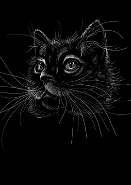 Black Cat