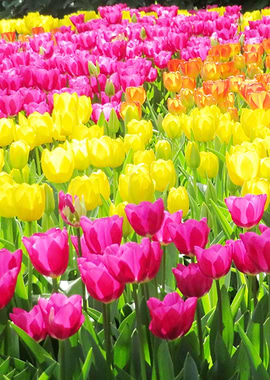 Colorful tulips field
