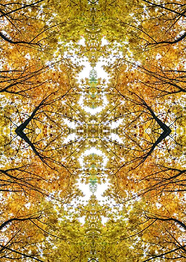 Autumn tree top abstract