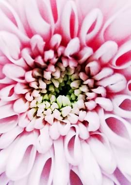 Pink Germini Gerbera