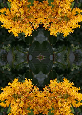 Abstract flower photograph