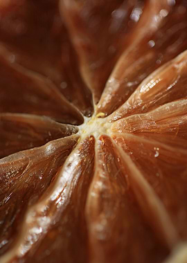 Dry lime fruit slice macro