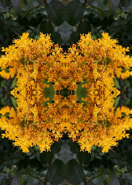 Abstract flower photograph