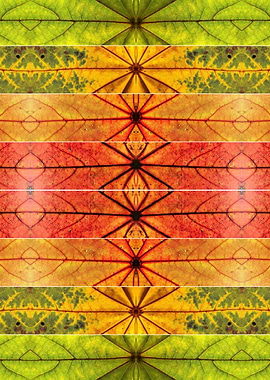 Autumn leaves collage