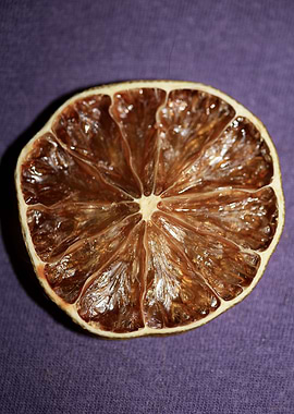 Dry lime fruit slice macro