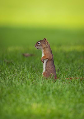 Young Squirrel