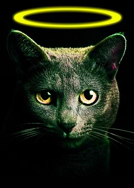 Black Cat yellow Neon