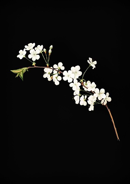 Vintage Amarena Cherry