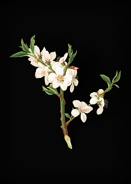 Vintage Almond Tree Flower