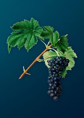 Vintage Black Aleatico Art