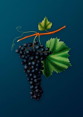 Vintage Berzemina Grape