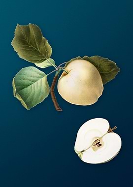 Vintage Astracan Apple Art