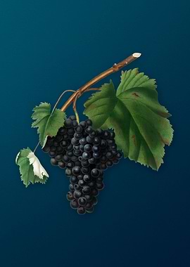 Vintage Black Canaiolo