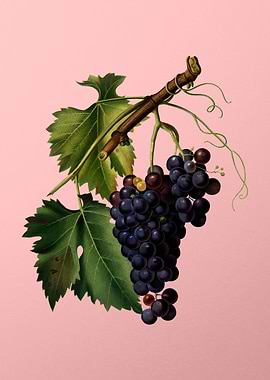 Vintage Black Grape Fruits