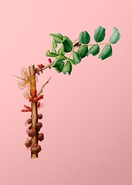 Vintage Carob Flower Fruit
