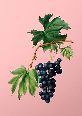 Vintage Brachetto Grape