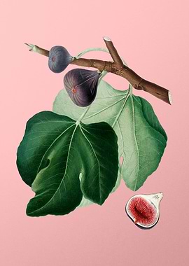 Vintage Black Fig Fruit