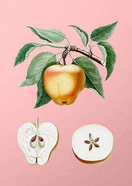 Vintage Carla Apple Fruit