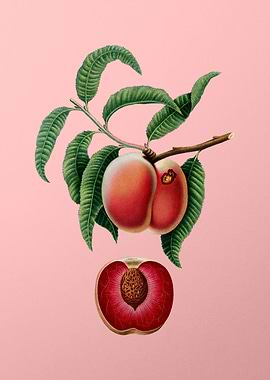 Vintage Carrot Peach Fruit