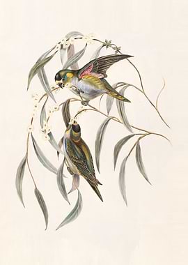 Green and brown birds